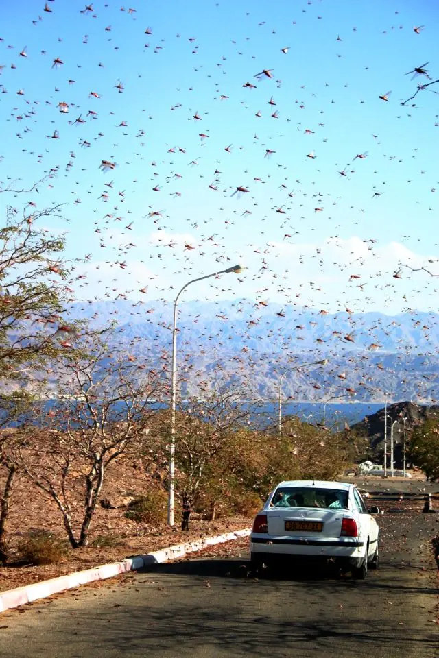 insectos