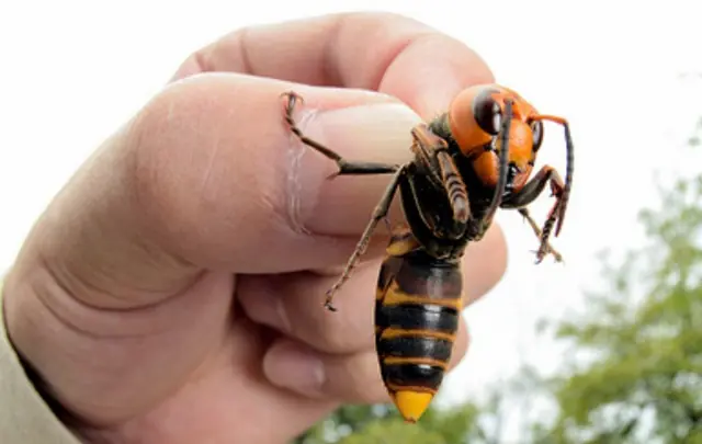 Pokemons que en realidad son Animales, Entra!