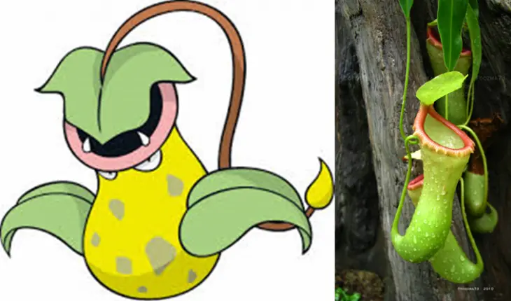 Pokemons que en realidad son Animales, Entra!