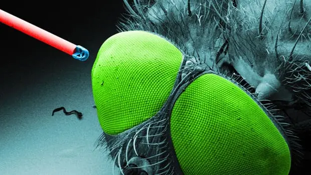 Crean una cámara inyectable del tamaño de un grano de sal