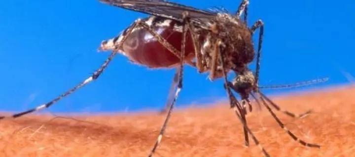 Un tercio de la población podría acabar expuesta al Zika