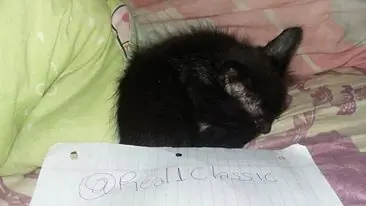 gatos