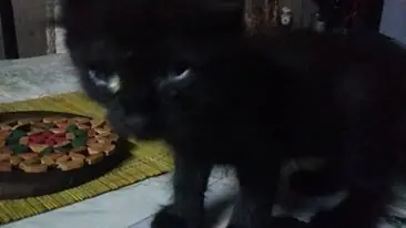 Lenceria