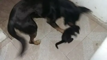 Encontré una lincera y necesito tu ayuda..