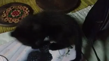 gatos