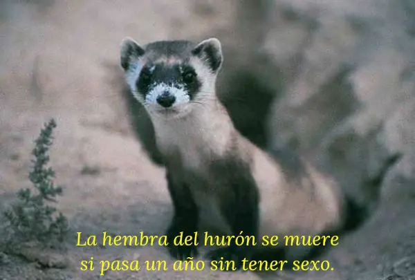 18 curiosidades sobre el sexo que seguro aca nadie conoce