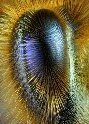 abejas