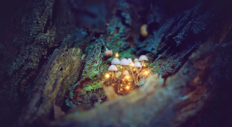 LSD: Estudiantes de teología que midieron la espiritualidad