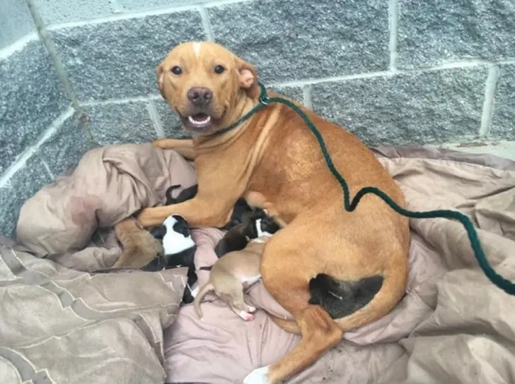 La abandonaron junto a sus 10 cachorros recién nacidos.