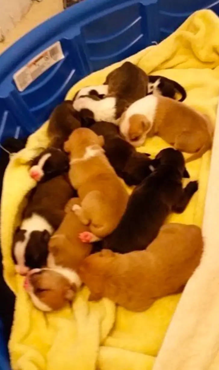 perros