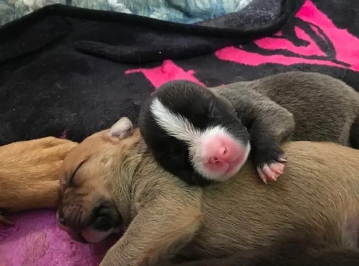 cachorros