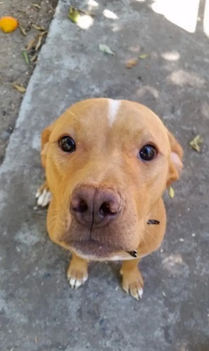 La abandonaron junto a sus 10 cachorros recién nacidos.