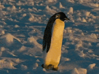 Hoy - Despues de 102 días falle - con Gifs