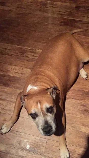 perrita