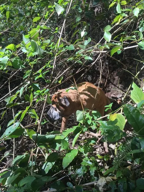 perrita