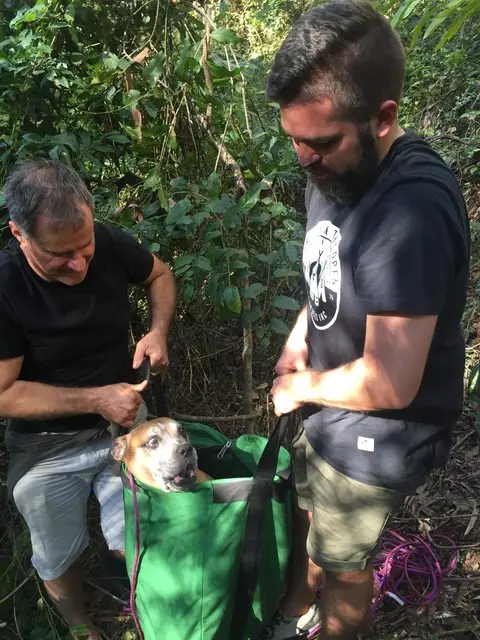 perrita