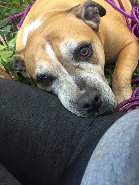 perdida