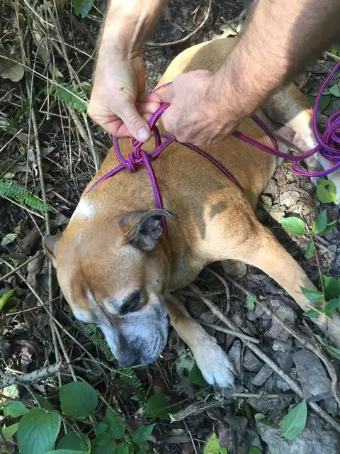 Perrita perdida no podía caminar estaba a punto de ahogarse