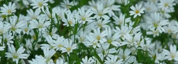 16 Remedios Naturales Para Los Sofocos...