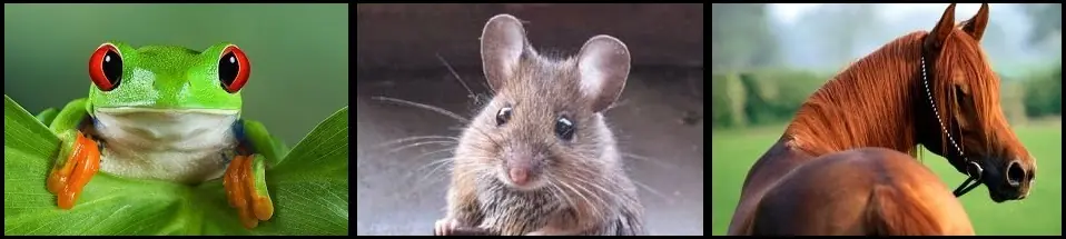 Datos interesantes del mundo animal que tal vez desconocías. Datos interesantes del mundo animal que tal vez desconocías.