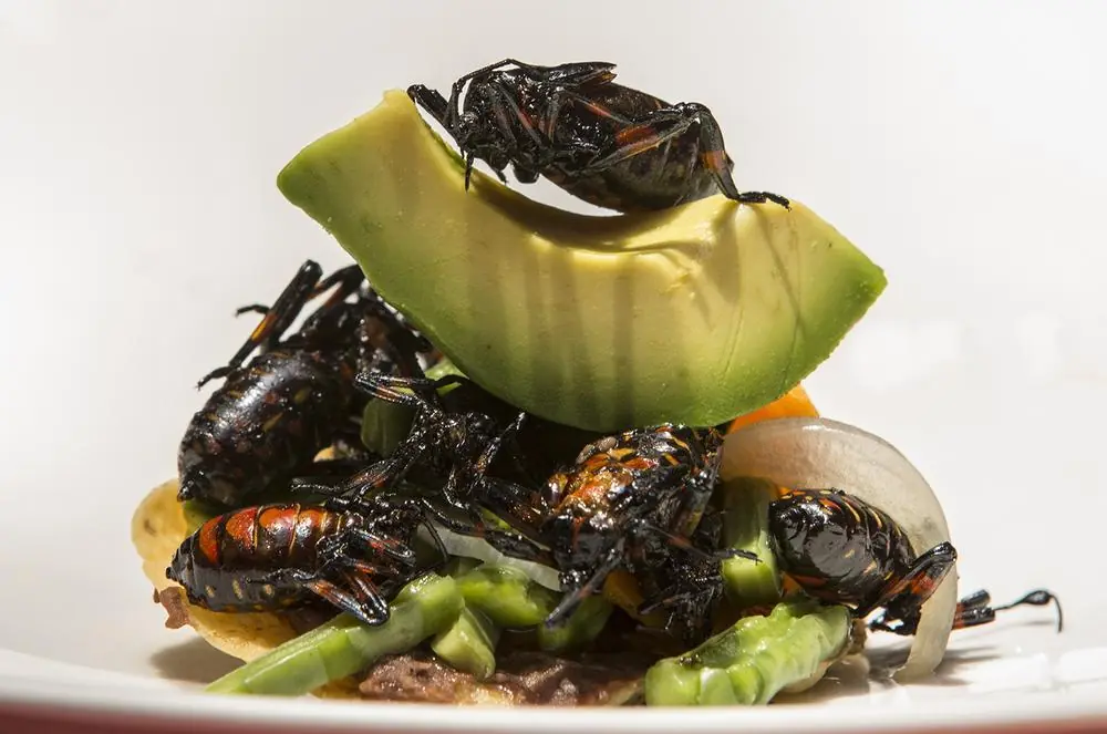 chapulines