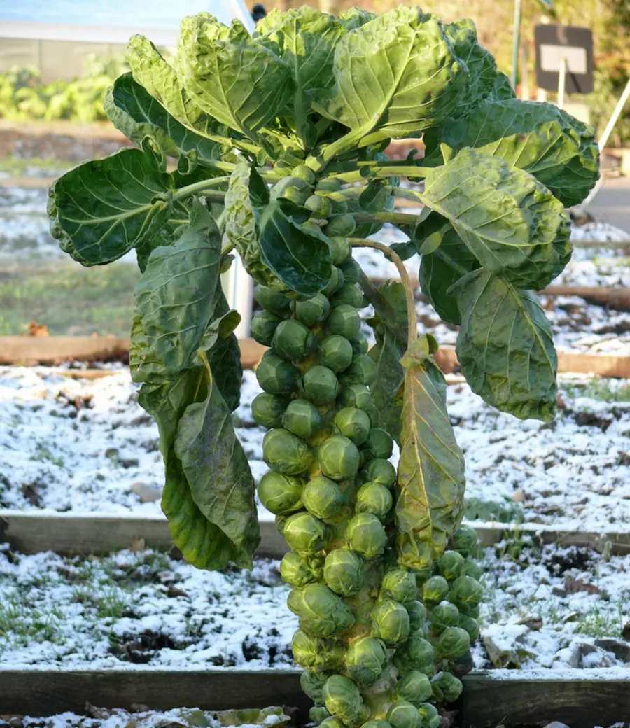 Frutas y verduras antes de ser recolectadas