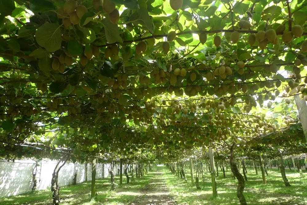 frutas y verduras