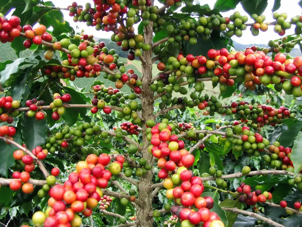 frutas