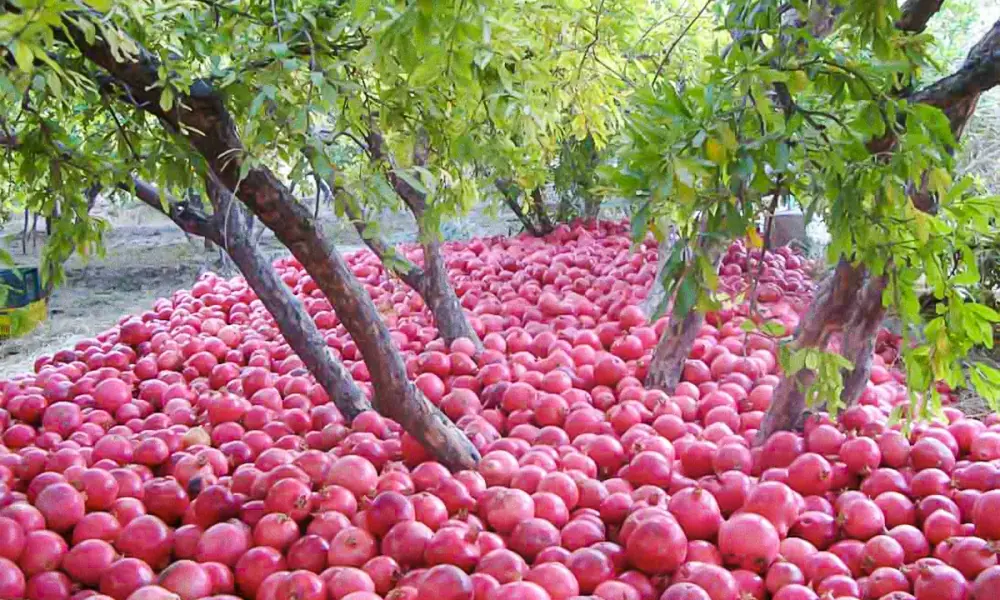 Frutas y verduras antes de ser recolectadas