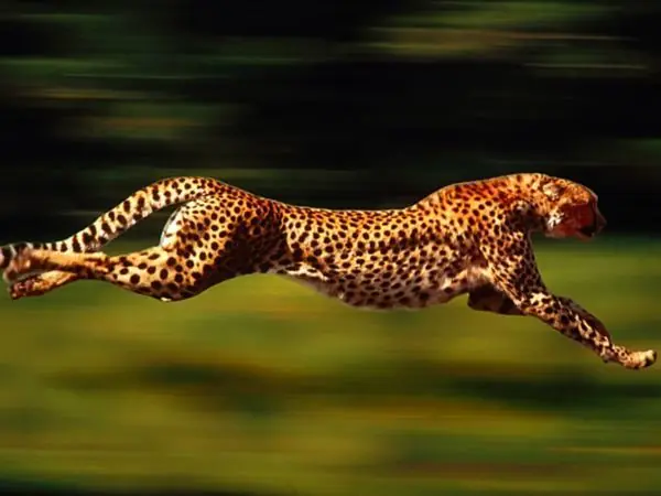 el mundo animal el mundo animal