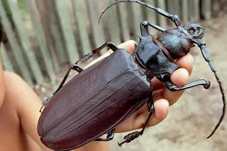 el mundo animal que tal vez desc el mundo animal que tal vez desc