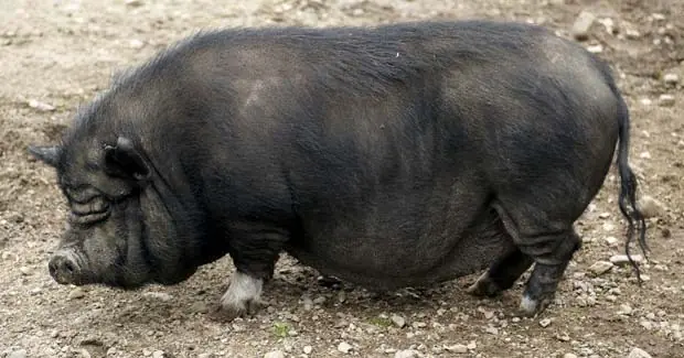 el mundo animal el mundo animal