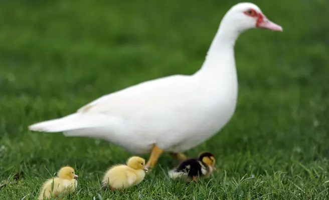 Animales