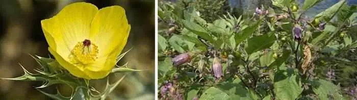 16 Remedios Naturales Para Los Sofocos...