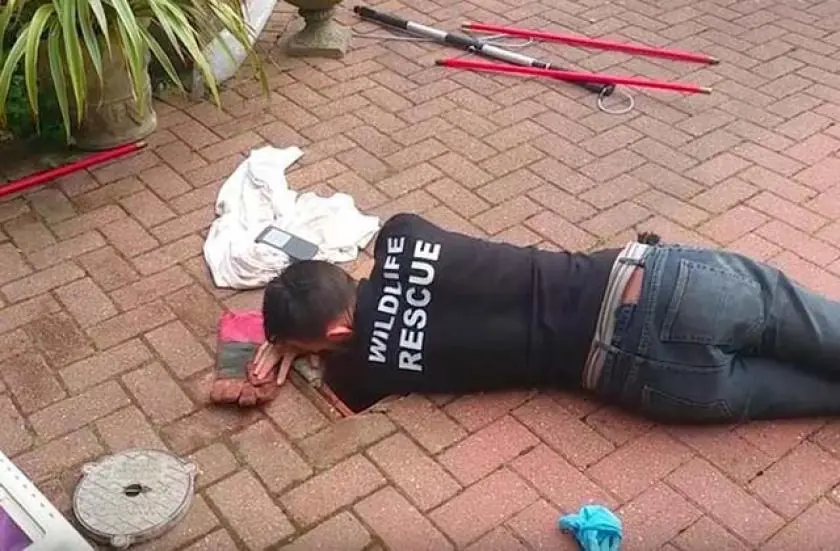Nervios de madre: zorra mamá espera que rescaten a su hijo
