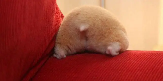 16 datos curiosos y graciosos del culo