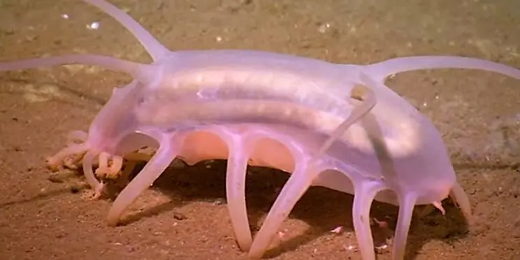 Animales Raros“El cerdo de mar”en 5Interesantes Curiosidades