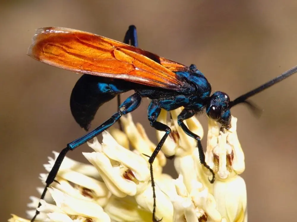 el mundo animal que tal vez desc el mundo animal que tal vez desc