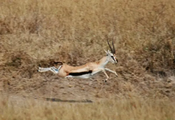 animal animal