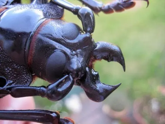 Datos interesantes del mundo animal que tal vez desconocías. Datos interesantes del mundo animal que tal vez desconocías.