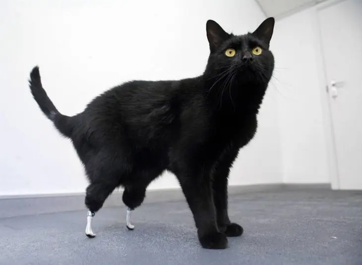 18 animales cuyas vidas cambiaron gracias a una prótesis