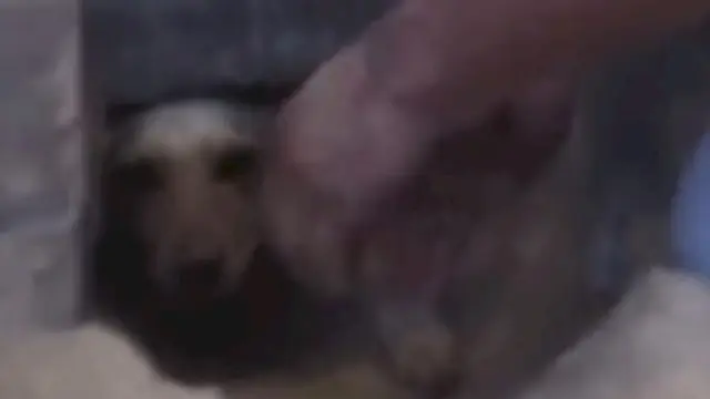 Rescate, enterraron vivo a un perro