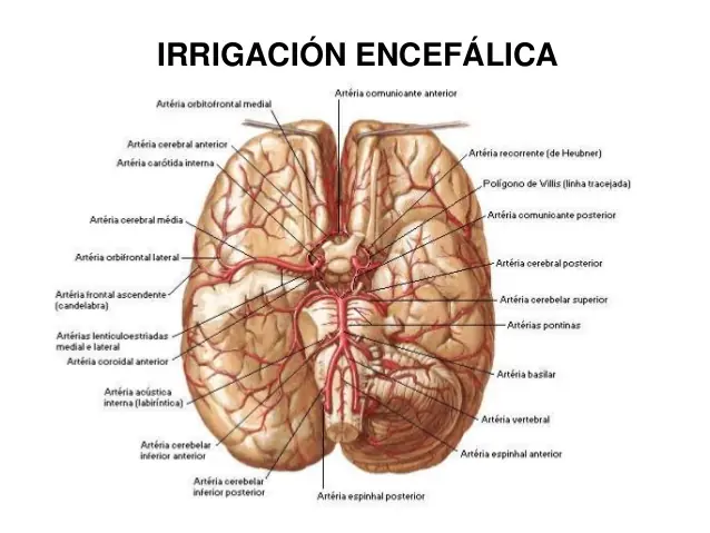 corazon