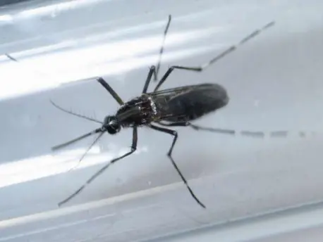 ¿Te dio Zika?, podrías padecer de esta peligrosa enfermedad