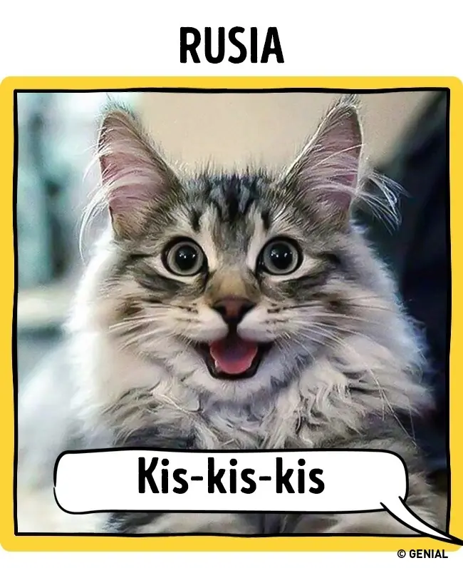 gatos