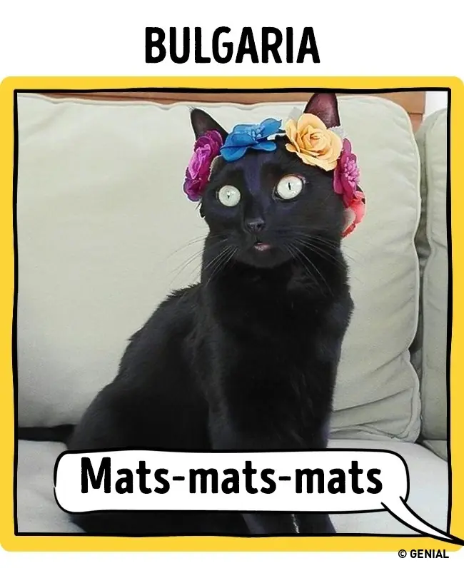 Cómo llaman a los gatos en diferentes países