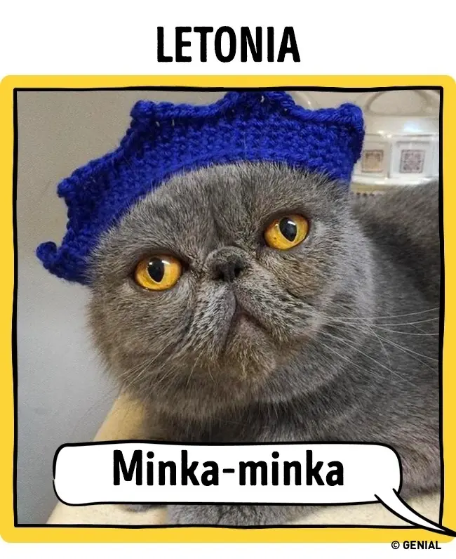 Cómo llaman a los gatos en diferentes países