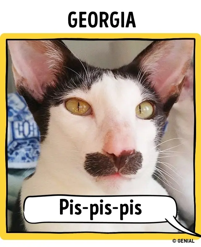 gatos