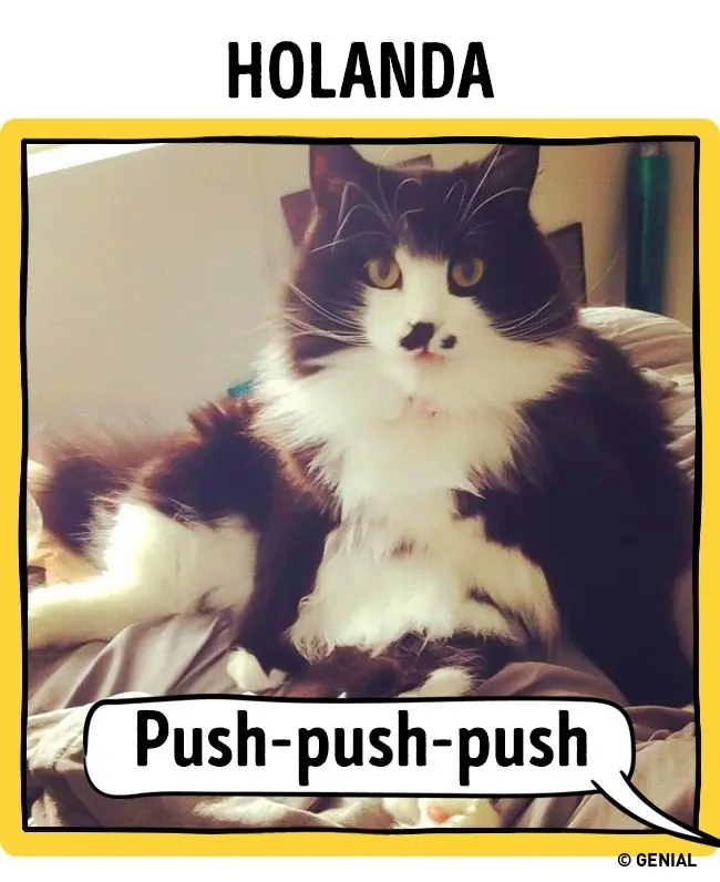 gatos