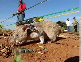 Ratas gigantes en Tanzania para detectar minas antipersona